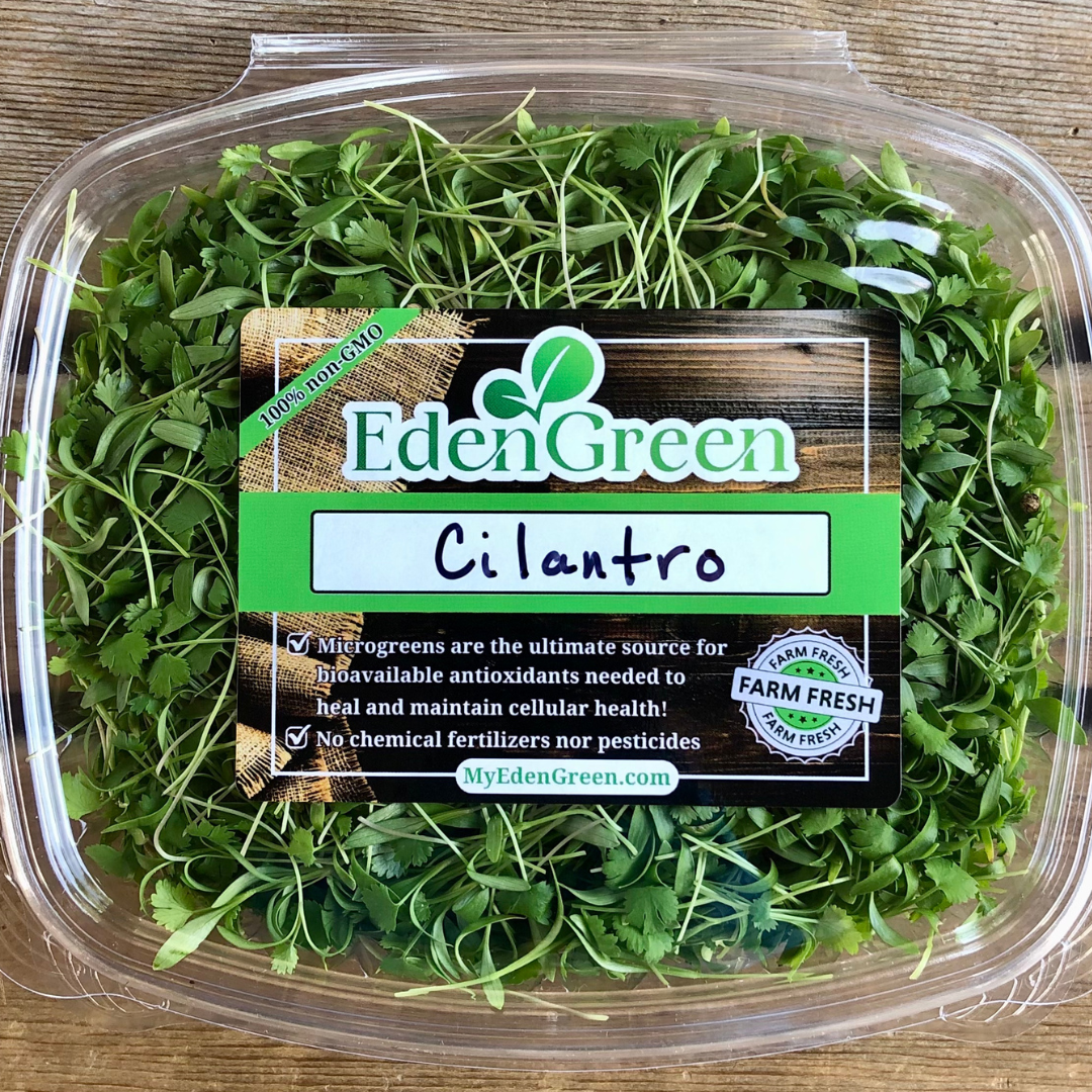 Cilantro