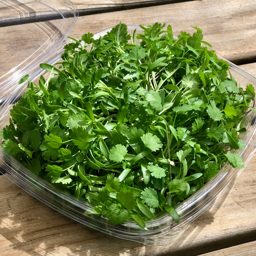 Cilantro