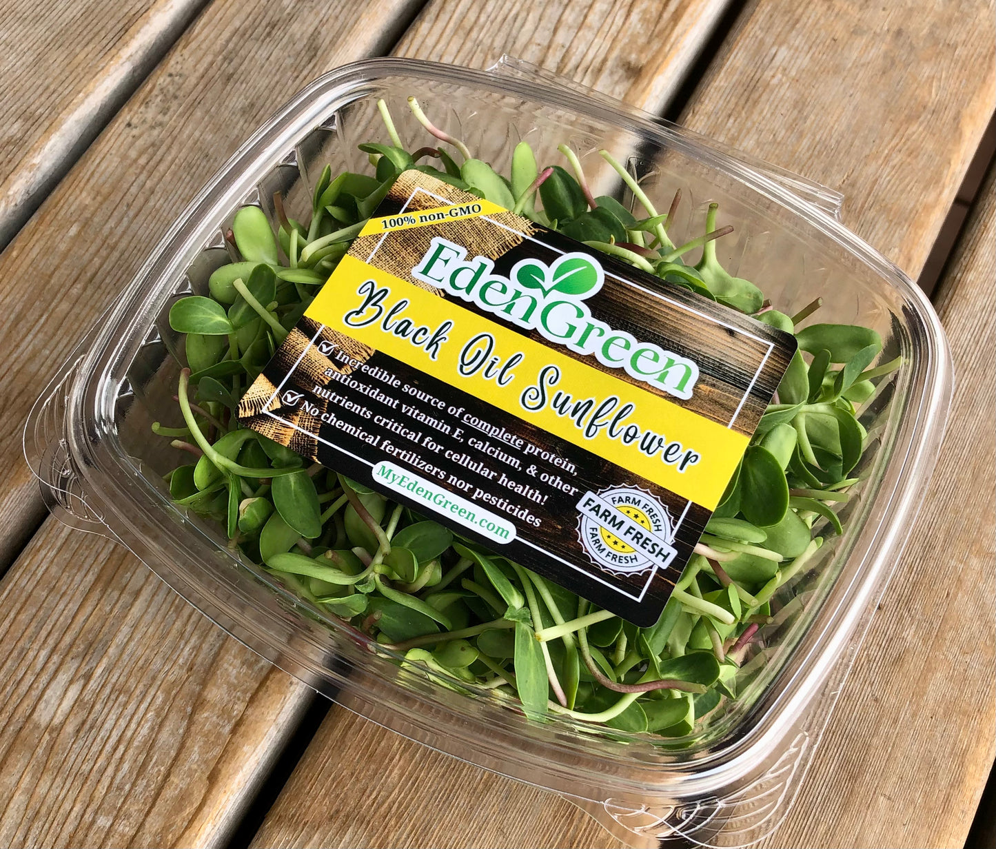 Black Oil Sunflower