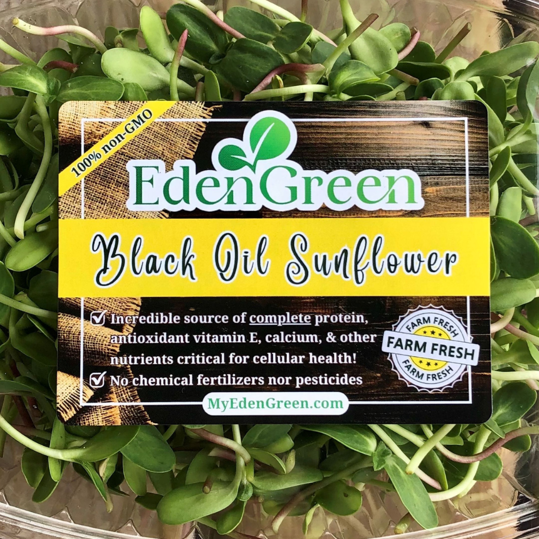 Black Oil Sunflower