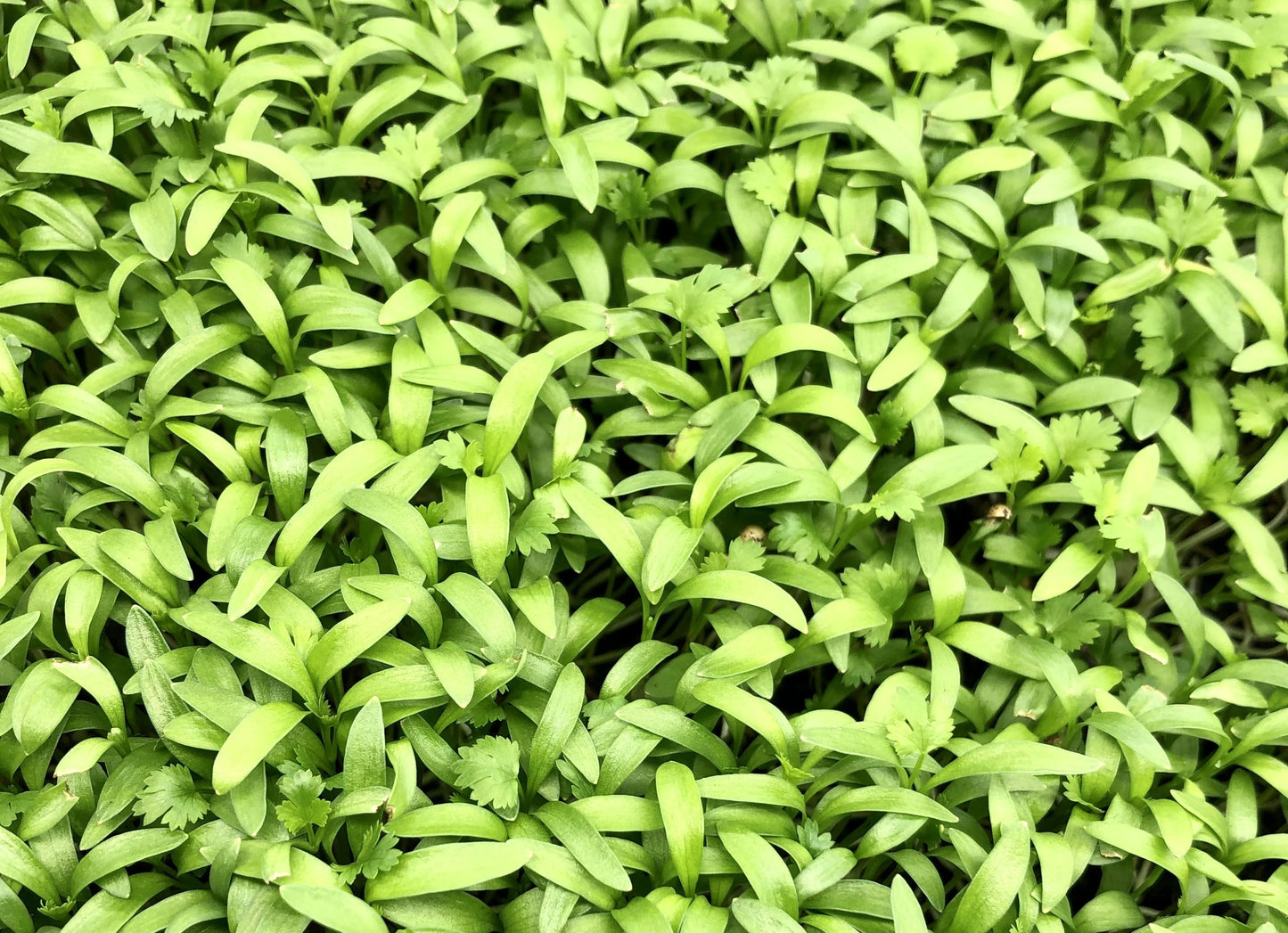 Cilantro