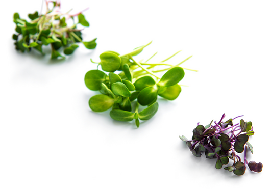 Can Kids Eat Microgreens? (Yes—and Here’s How to Serve Them)