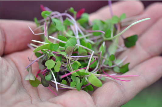 What Are Microgreens? A Fresh Look at These Tiny Powerhouses