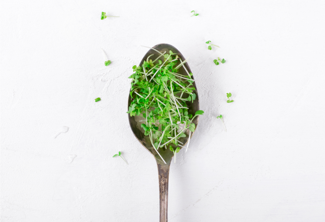 The Broccoli Microgreen Secret: How Much You Need Daily to Shield Against Disease