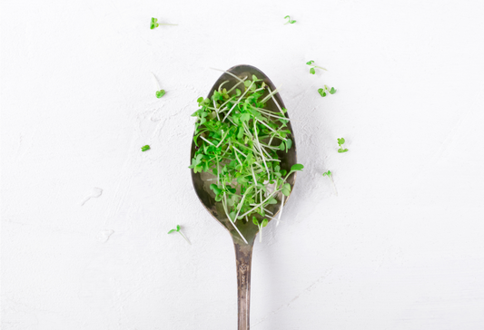 Which Microgreens Are the Most Nutritious?