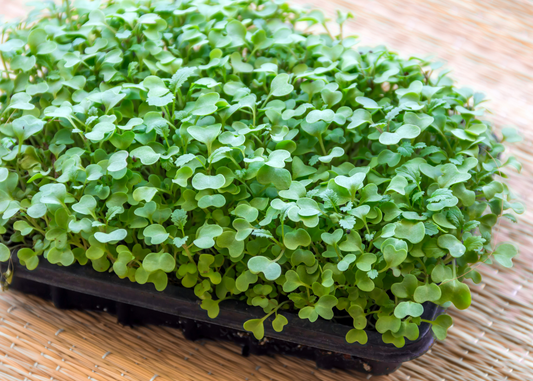 Why Buy Local Microgreens Instead of Grocery Store Packs?