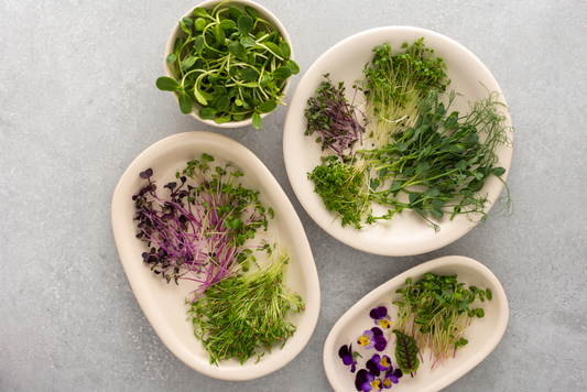 Are Microgreens Worth the Cost? A Look at Value & Nutrition