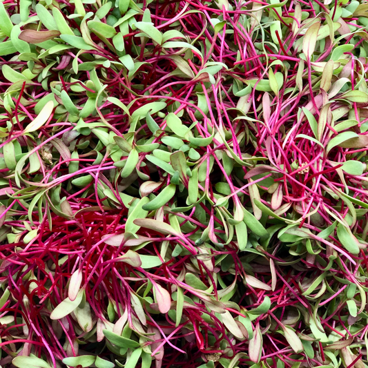 Detroit Red Beet